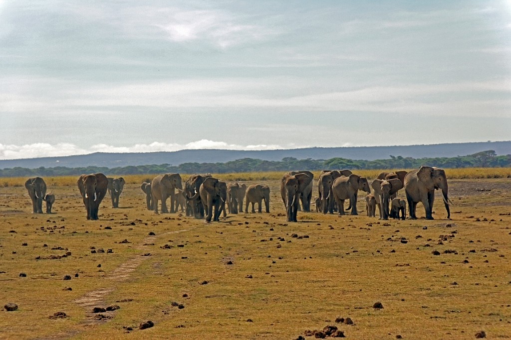 Kenia (136).jpg